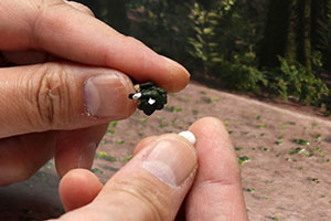 �f�B�X�v���C�W�����f���E�����̌Œ���@�̏Љ�摜